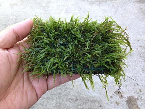 Javas Moss Mat – Vesicularia Dubyana on Mat