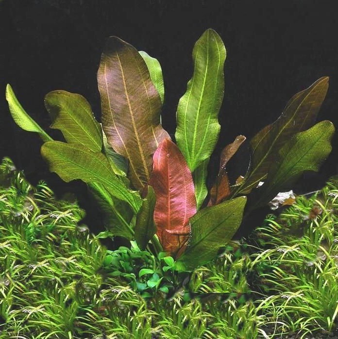 Florida 10 Species Live Aquarium Plants Bundle