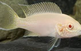 Albino Brichardi Cichlid
