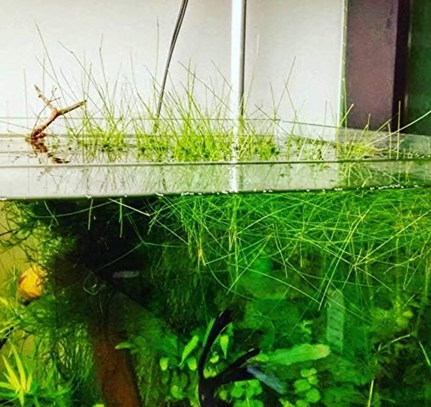(6 Bundle) Giant Hairgrass | Eleocharis Vivipara Package Freshwater Live Aquarium Plants Background Fish Tank Decoration
