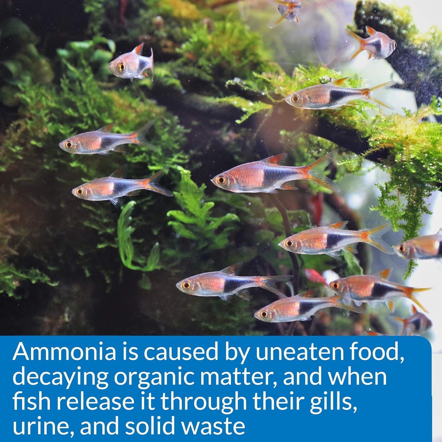 AMMONIA 130-Test Freshwater and Saltwater Aquarium Water Test Kit