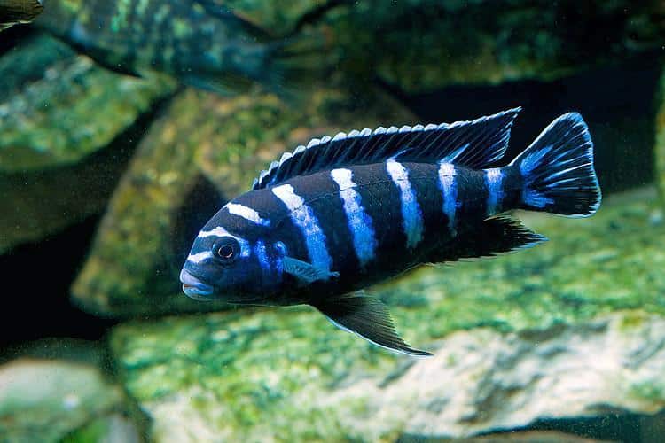 Demasoni cichlids 2"-3"