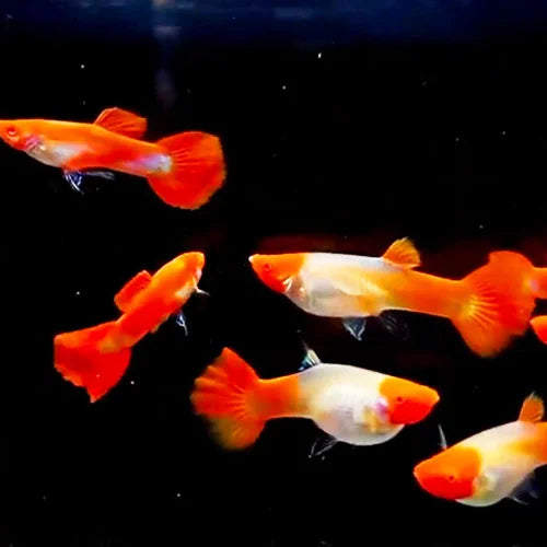 Super Koi Guppy (Poecilia reticulata)