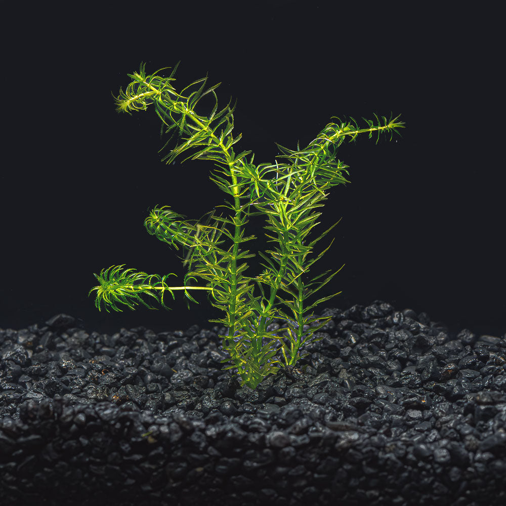 Anacharis - Elodea Najas - Water Weed