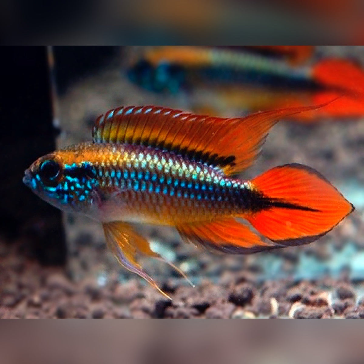 Apistogramma agassizii 'Double Red' fish in an aquarium.