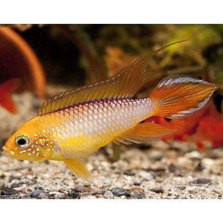 Apistogramma agassizii "Fire Gold" fish in an aquarium.