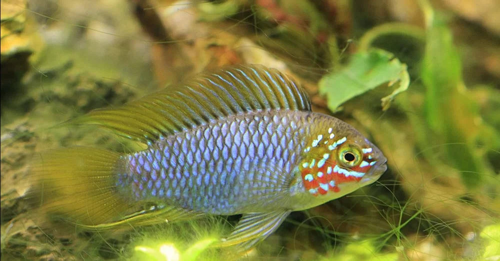 Apistogramma borellii fish, greenish in color with blue markings, in an aquarium.