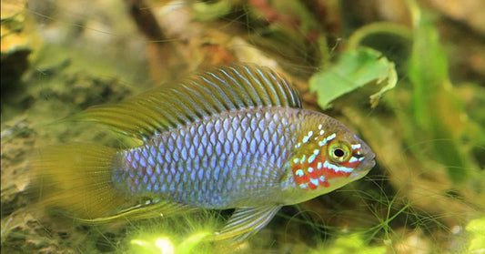 Apistogramma borellii fish, greenish in color with blue markings, in an aquarium.