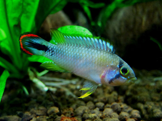 Pandurini Dwarf Cichlid fish, bluish-green in aquarium