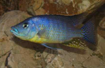 Protomelas ornatus (Ornatus Thick Lips)