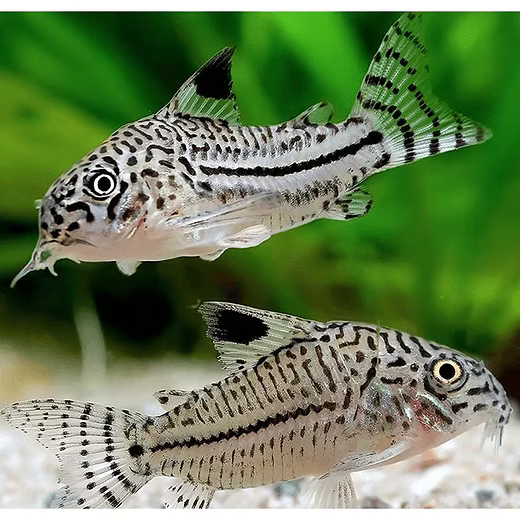 Julii Cory (Hoplisoma trilineatus)