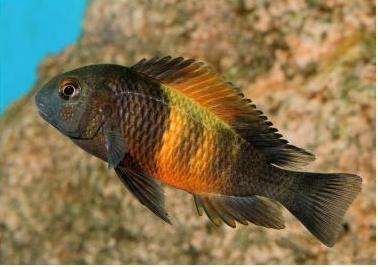 Tropheus bemba