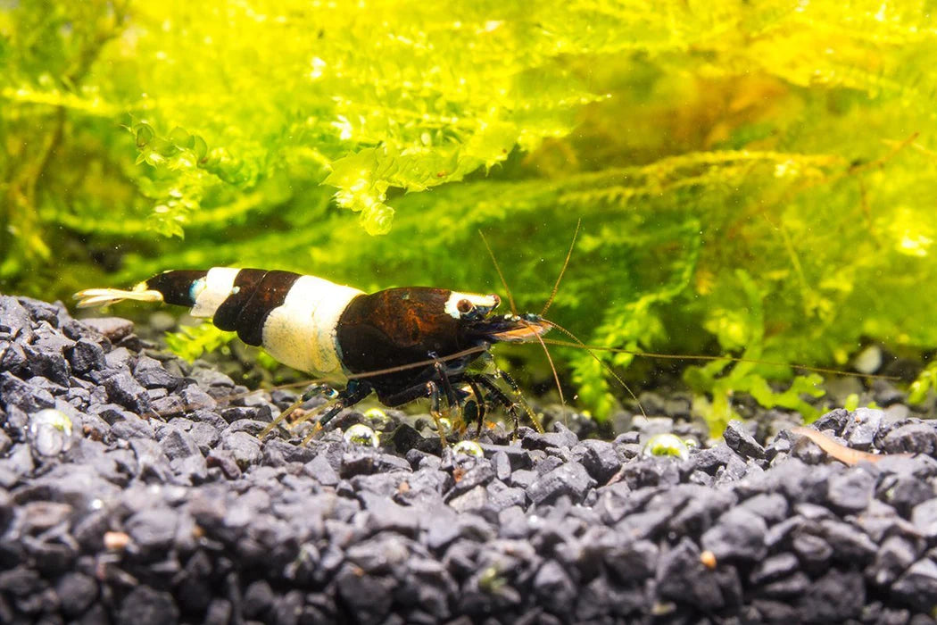 Black & White Shrimp (Pack of 6)