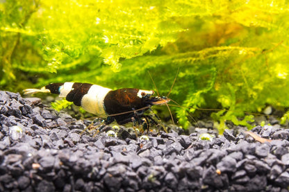 Black & White Shrimp (Pack of 6)