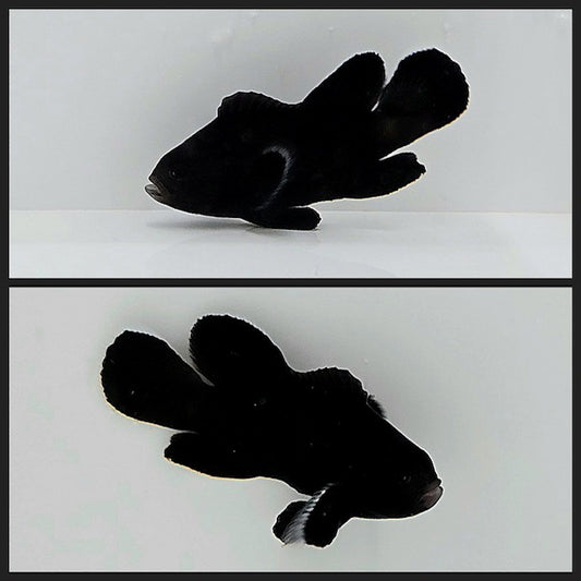 Midnight Clownfish (Amphiprion ocellaris)