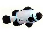 Black Snowflake clownfish (Amphiprion ocellaris)