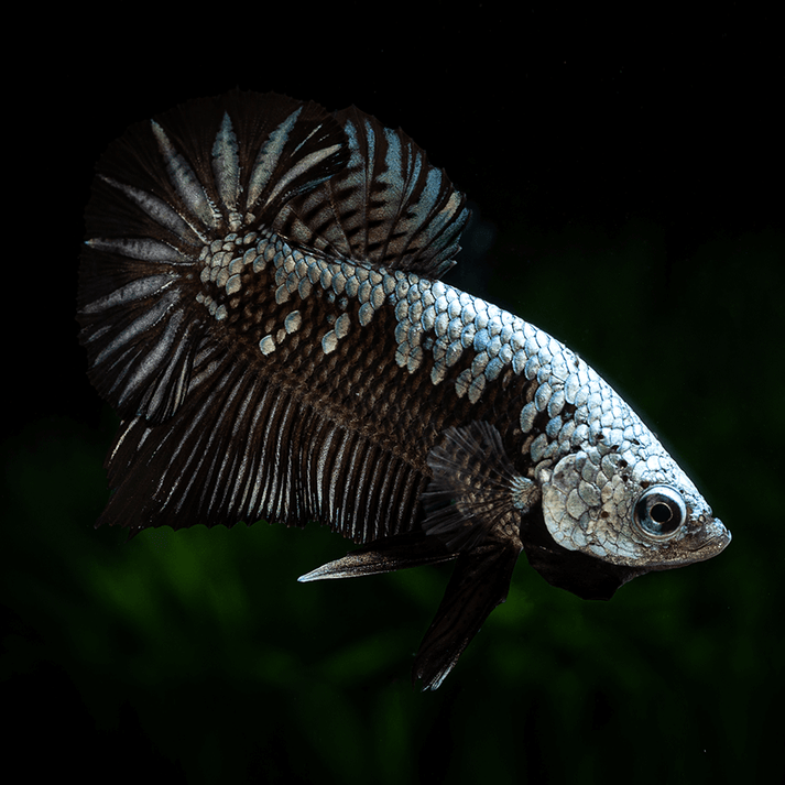 Betta Black Samurai (Male) – Danaqua Live Fish & More
