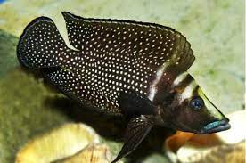 Black Lamprologus calvus