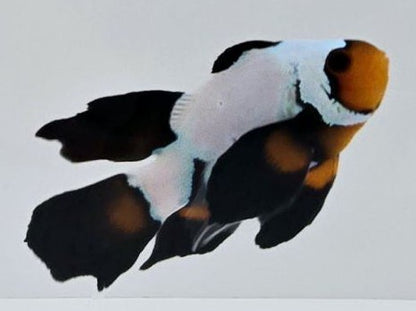 Blacker Ice Extreme clownfish (Amphiprion ocellaris)