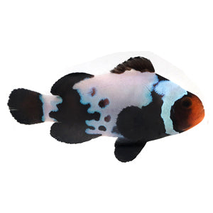 Blacker Ice Extreme clownfish (Amphiprion ocellaris)