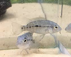 Haitian Cichlids (Nandopsis haitiensis)