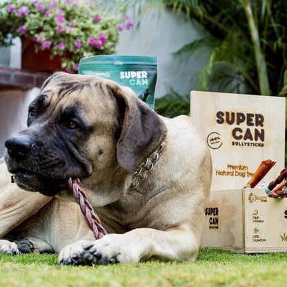 6" Braided Bully Sticks (10-Pack)