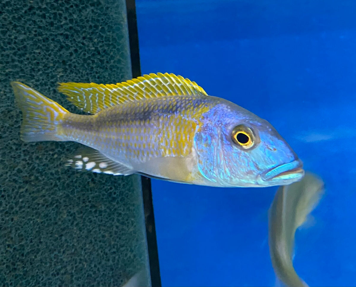 Yellow Lepturus Hap (Buccochromis rhoadesii "Yellow Lepturus")