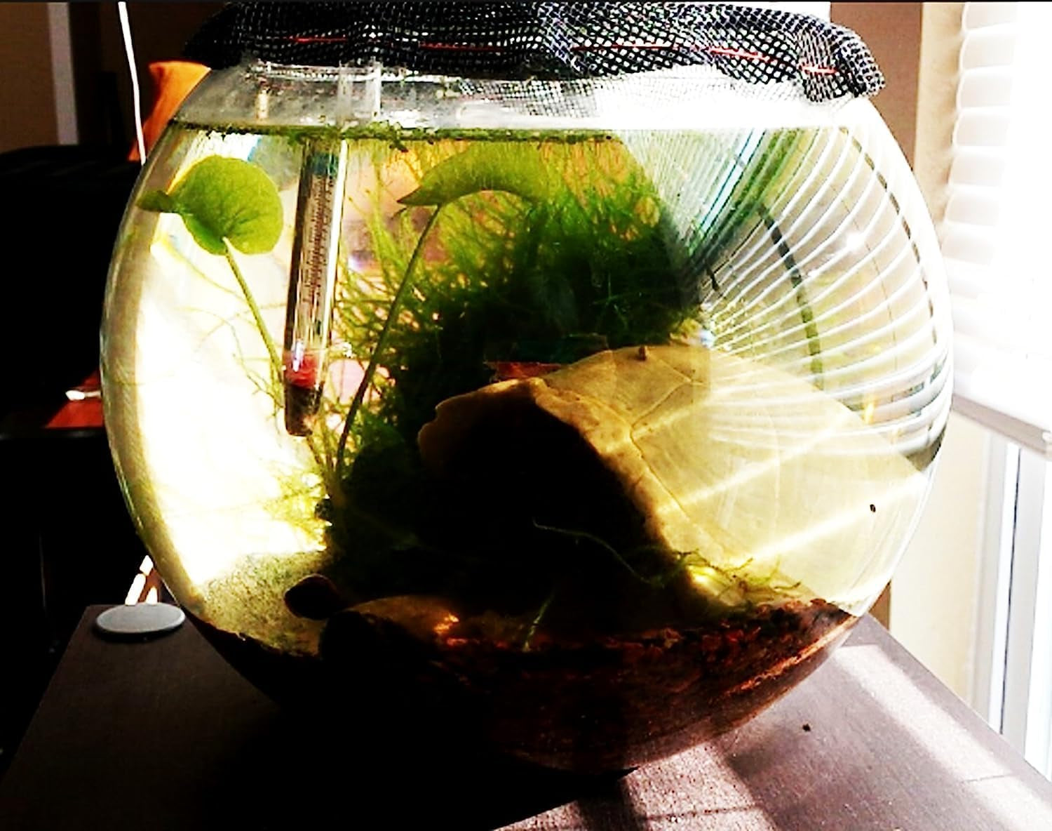 Java Moss Live Aquarium Plant 4 Oz Cup