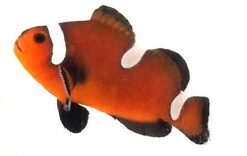Chocolate Misbar (Amphiprion ocellaris)