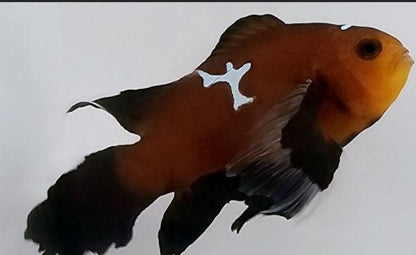 Chocolate Midnight Lightning clownfish (Amphiprion ocellaris)