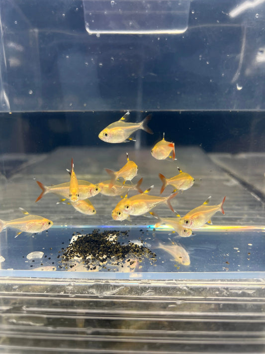 Pristella Golden Tetra PACK OF 6