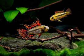 Dwarf cichlid fish with a cockatoo shape in shades of orange and gold.