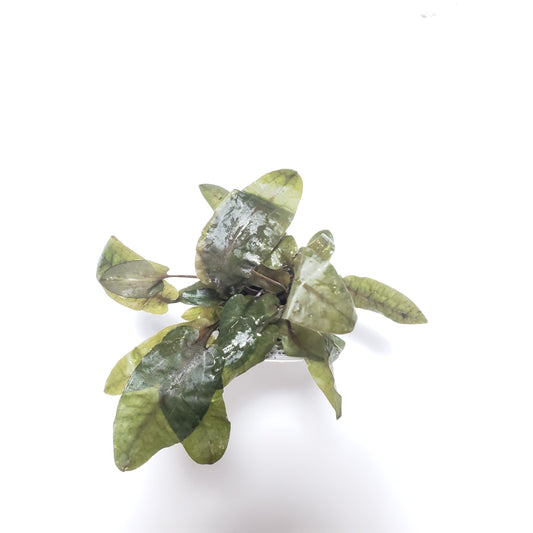 Cryptocoryne Wendtii 'Tropica'