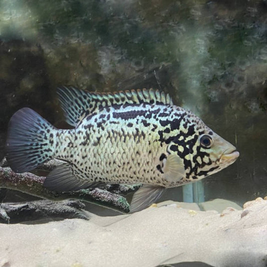 Cuban Cichlid (Nandopsis tetracanthus)