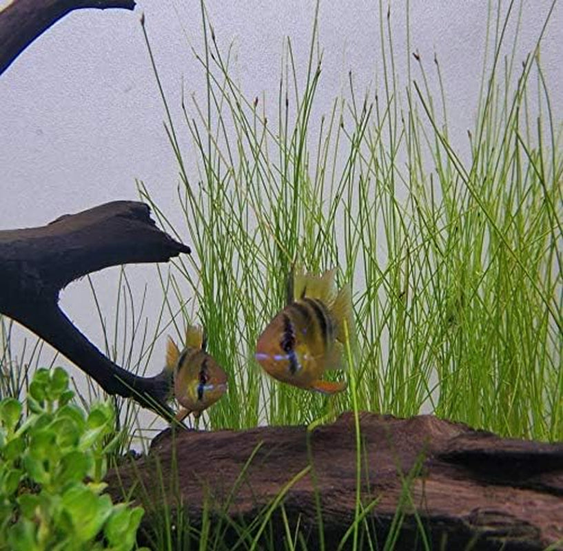 (6 Bundle) Giant Hairgrass | Eleocharis Vivipara Package Freshwater Live Aquarium Plants Background Fish Tank Decoration