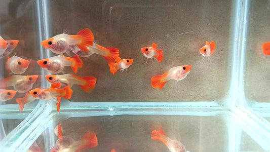 Super Koi Guppy (Poecilia reticulata)