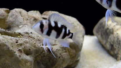 Black Widow Frontosa (Cyphotilapia frontosa ’black widow’)