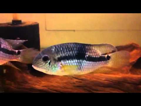 Diadem Cichlid - Royal Acara (Aequidens diadema)
