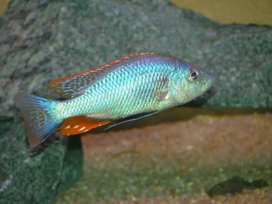 Dimidiochromis Strigatus (Sunset Hap)