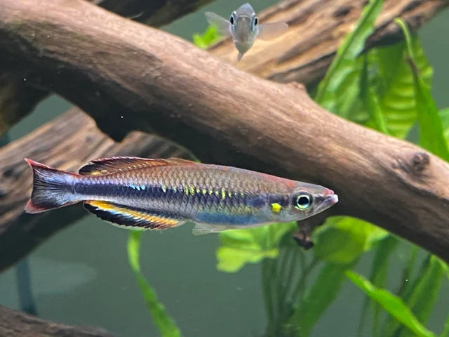Bedotia madagascariensis (Madagascar Rainbowfish)