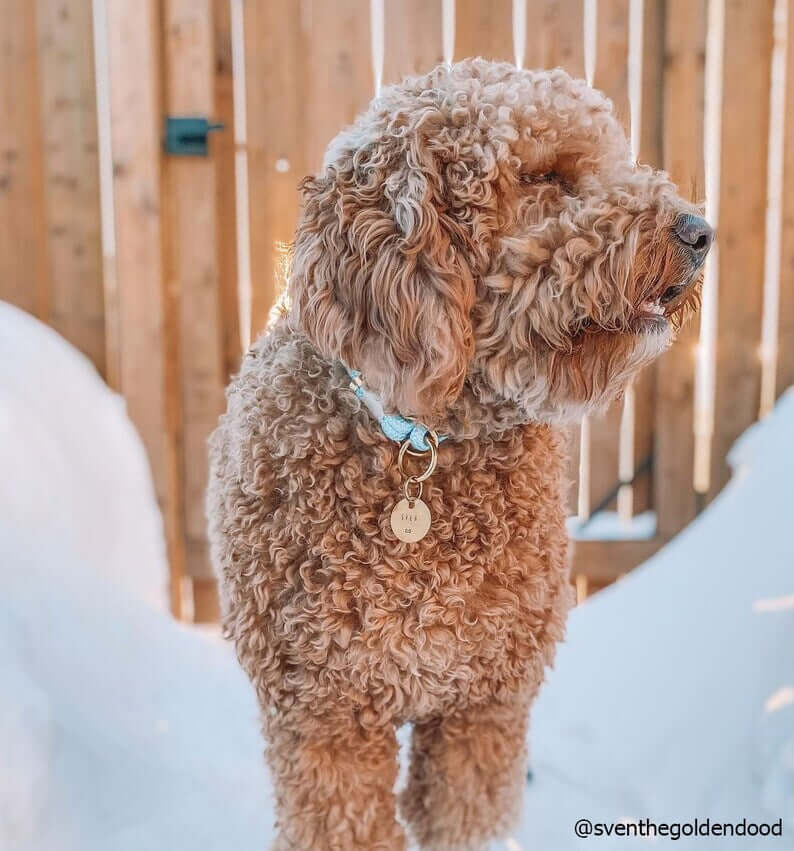 Daisy Flower Design Handstamped - Pet ID Tag