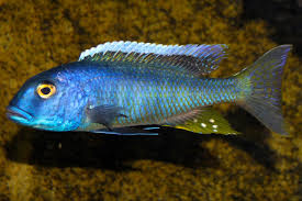 Buccochromis Spectabilis