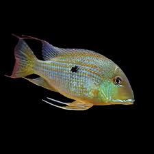 Geophagus taeniopareius (Striped Earth Eater) – Danaqua Live Fish & More