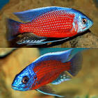 Red Fin Borleyi (Copadichromis borleyi)