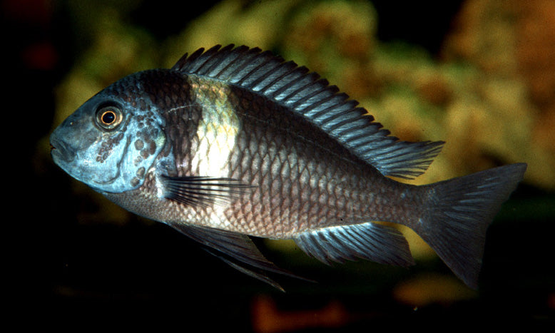 Tropheus duboisi