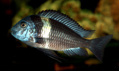 Tropheus duboisi