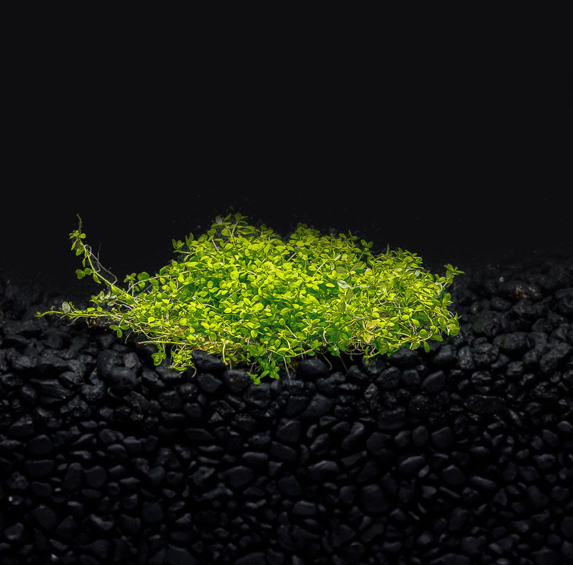 Dwarf Baby Tears (HC)