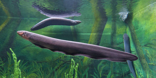 Electric Eel (Electrophorus electricus)