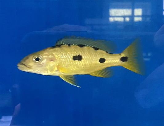 Exochochromis Anagenys (Three-Spot Torpedo Hap)