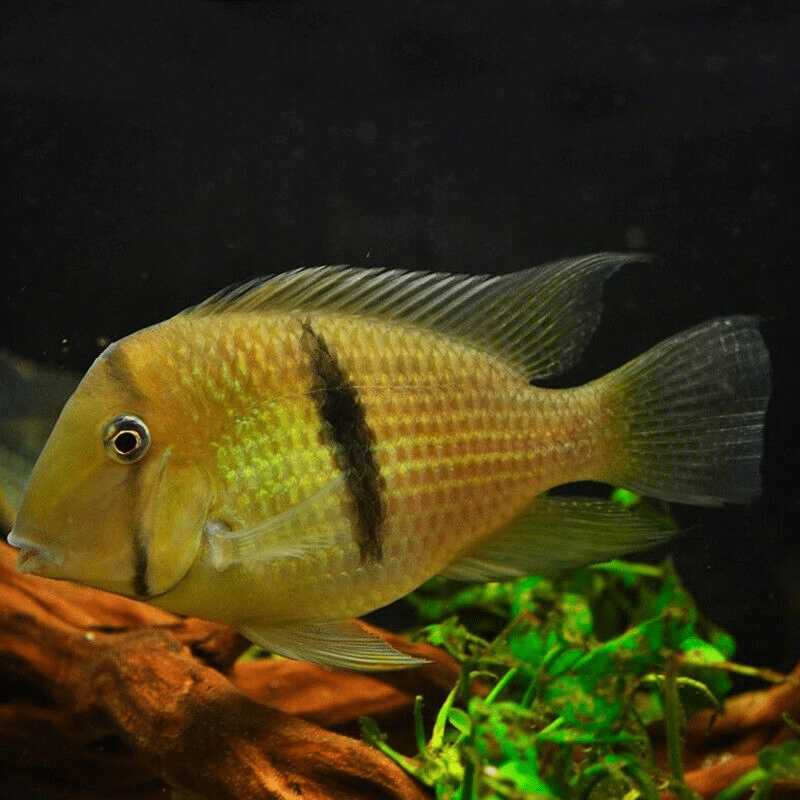 Guianacara dacrya (Bandit Cichlid)